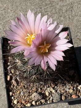 Coryphantha ramillosa
